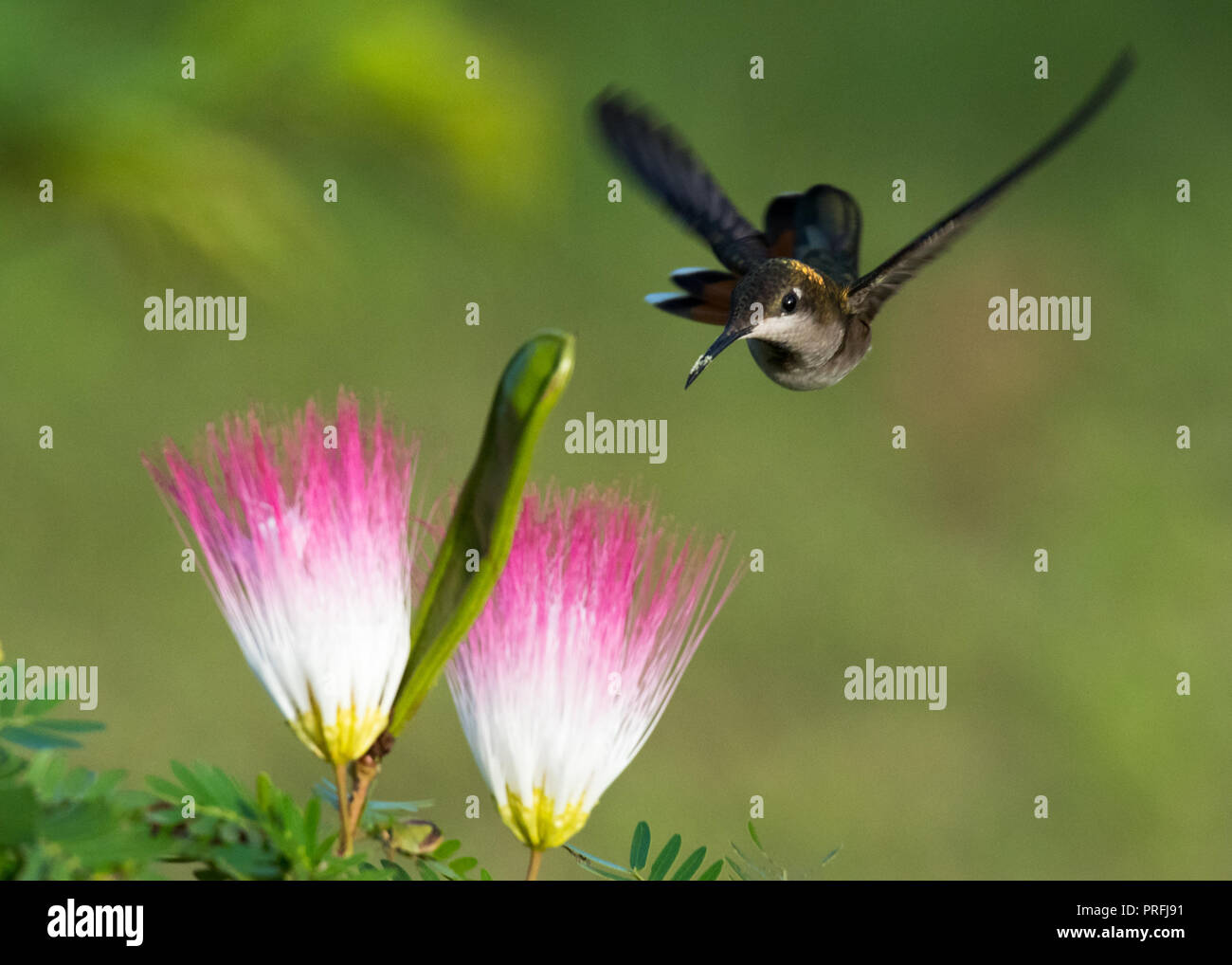 Ruby Topaz Kolibri fliegen zu einem Powder Puff Blume. Stockfoto