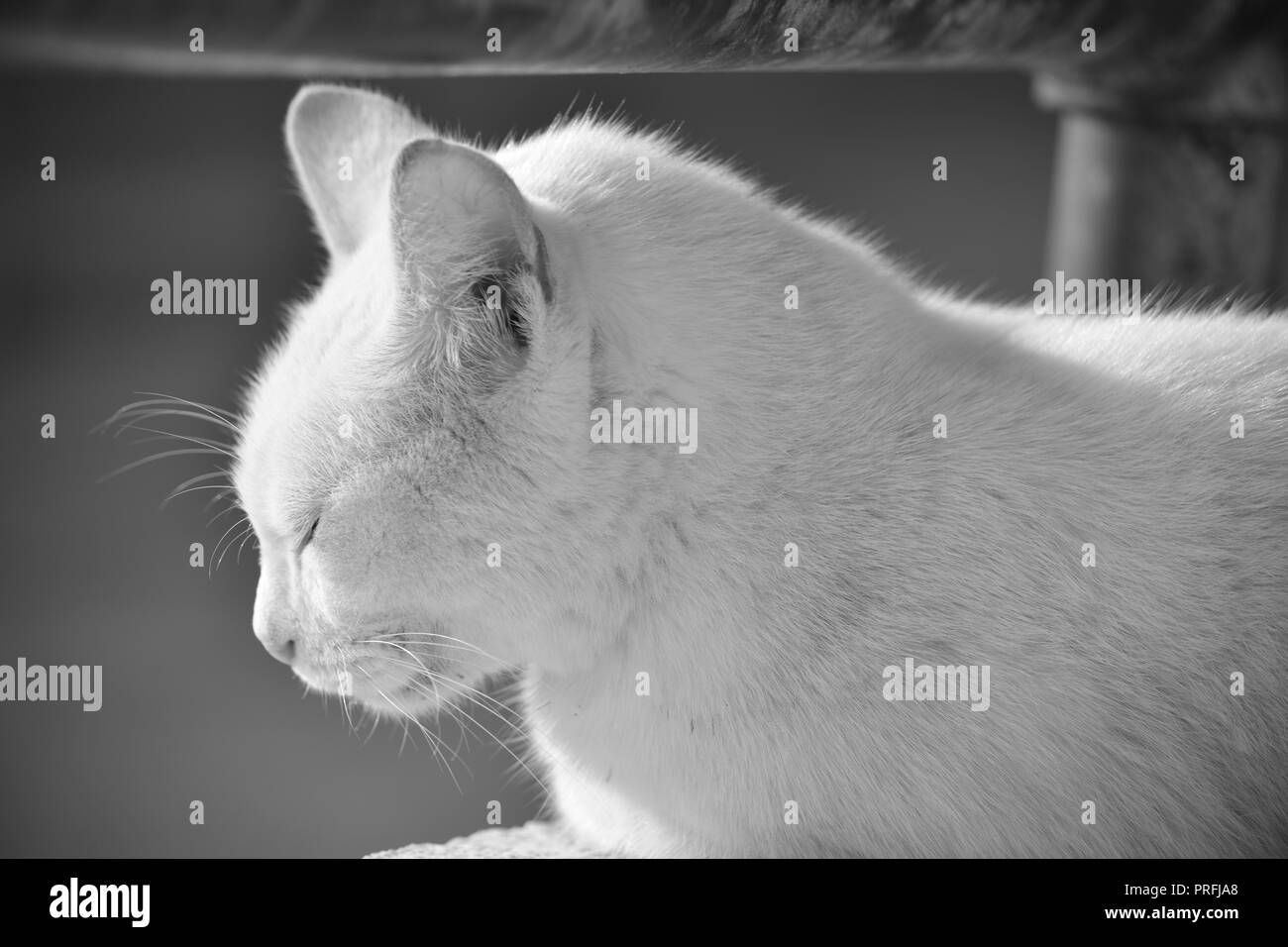 Eine weiße Katze, auf einer niedrigen Mauer unter ein rostiges Metall Geländer in Gozo, Malta ruht. Wilde Katze, zu leben außerhalb angepasst. Foto in Schwarz und Weiß. Stockfoto