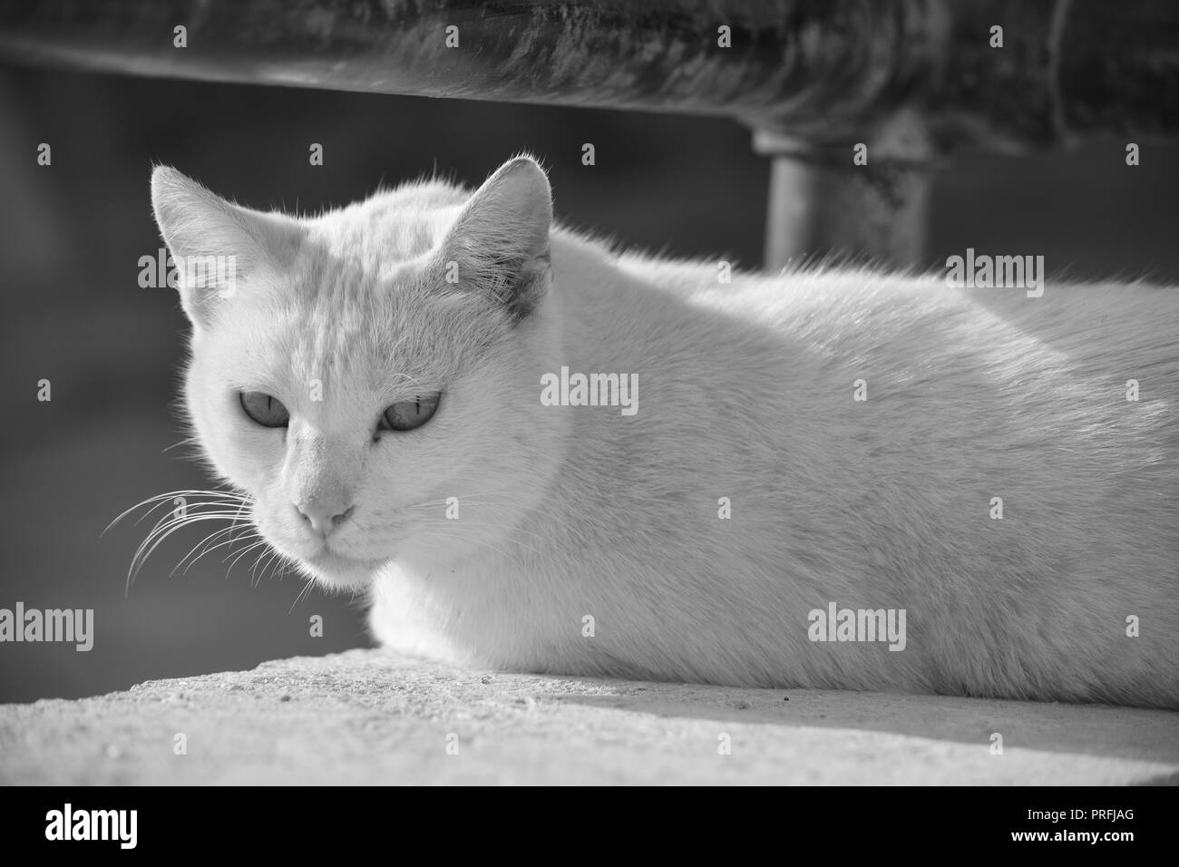 Eine weiße Katze, auf einer niedrigen Mauer unter ein rostiges Metall Geländer in Gozo, Malta ruht. Wilde Katze, zu leben außerhalb angepasst. Foto in Schwarz und Weiß. Stockfoto