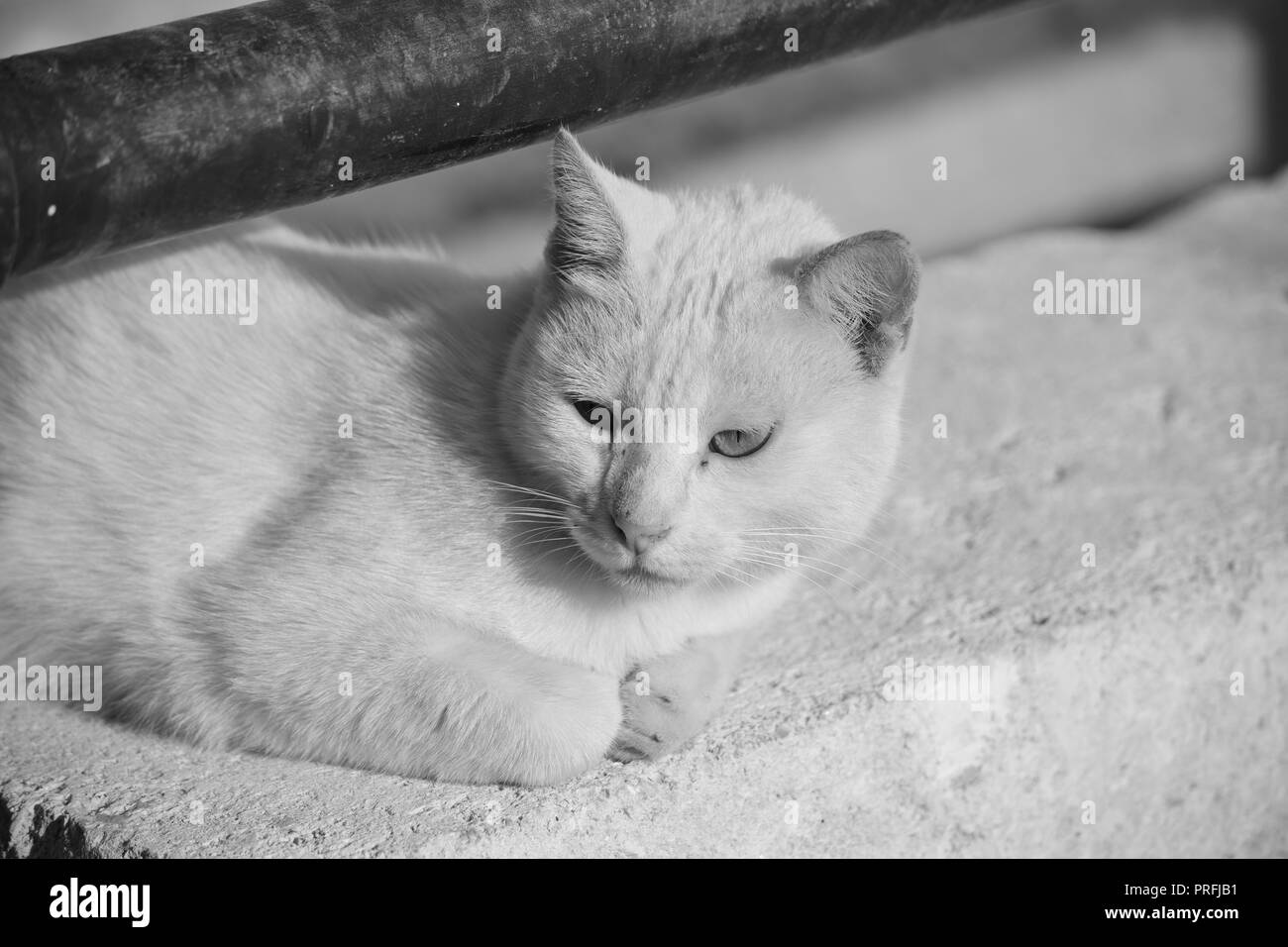 Eine weiße Katze, auf einer niedrigen Mauer unter ein rostiges Metall Geländer in Gozo, Malta ruht. Wilde Katze, zu leben außerhalb angepasst. Foto in Schwarz und Weiß. Stockfoto