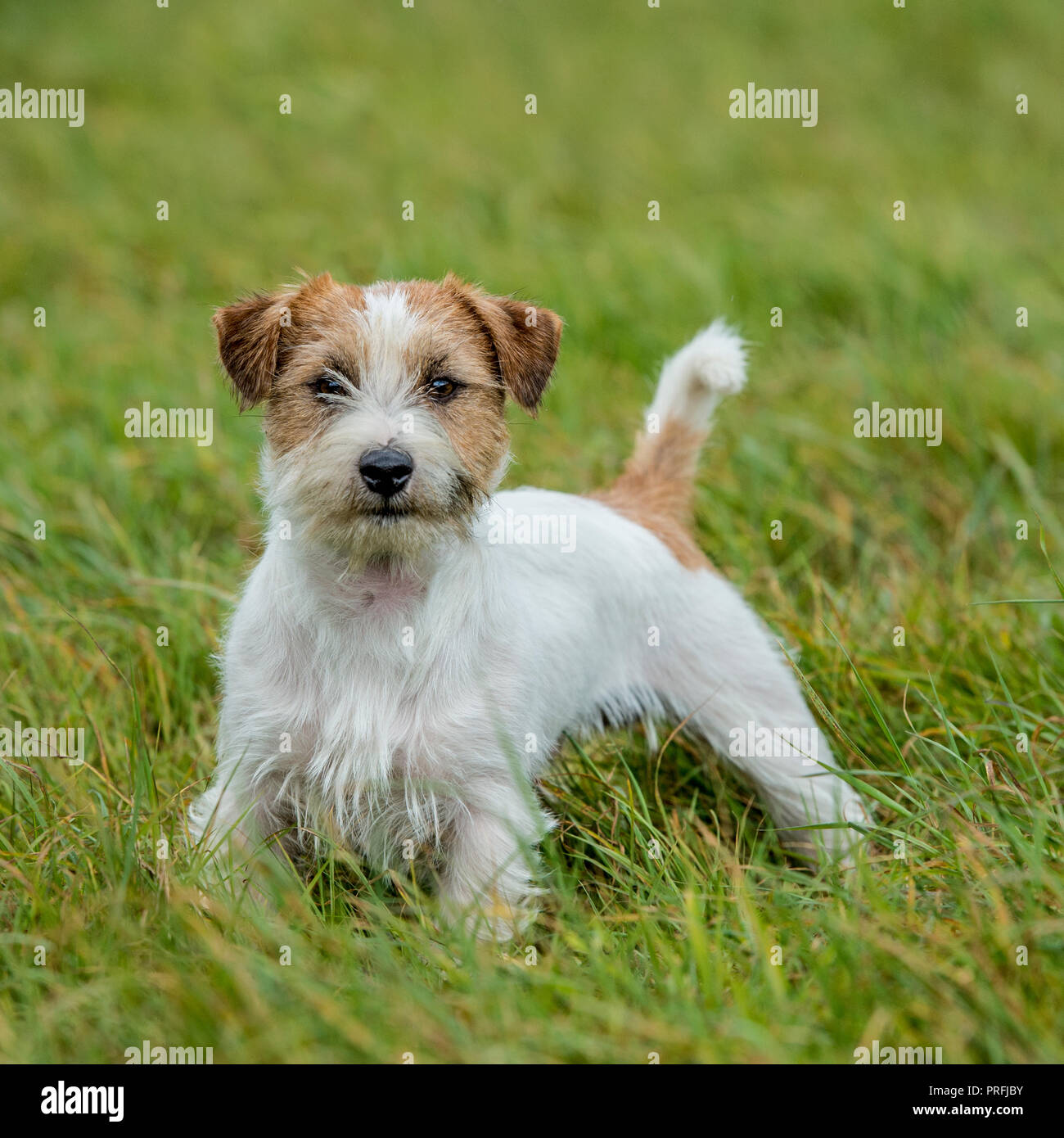 Jack Russell Hund Stockfoto