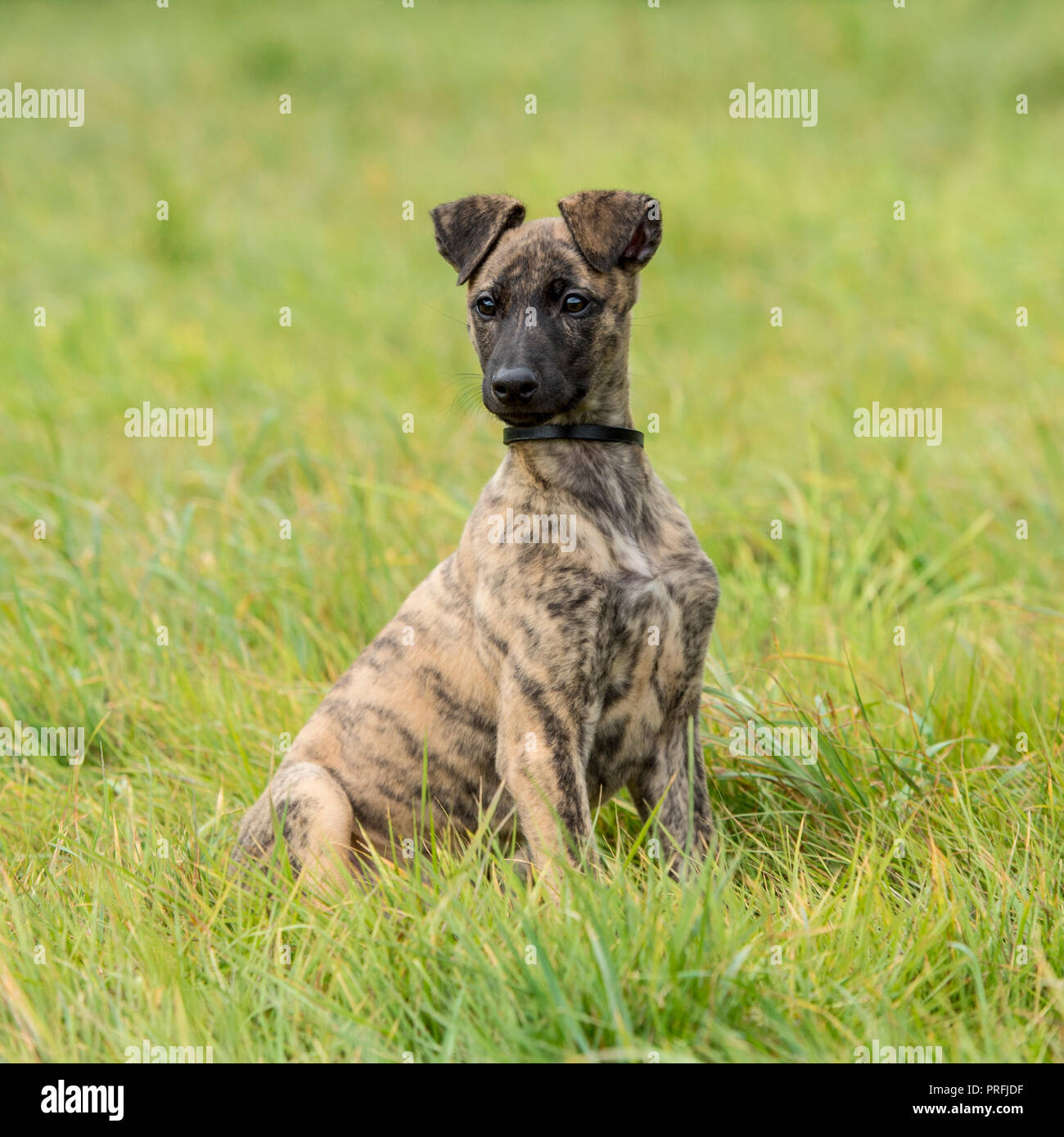 Lurcher Welpen Stockfoto