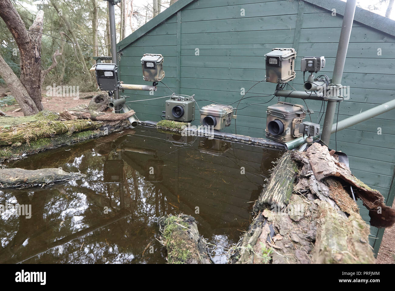 Wildlife DSLR-Kamera trap Ausrüstung einschließlich drei Kameras, drei Speedlight blinkt ein Remote Sensor auf eine Reflexion Teich, East Yorkshire, Großbritannien. Stockfoto