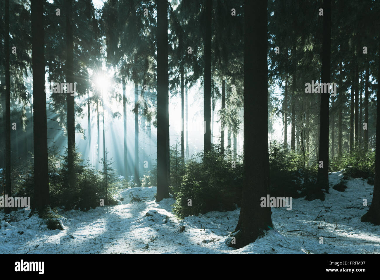 Kalte Winter Szene im Wald mit schönen Sonnenstrahlen. Stockfoto