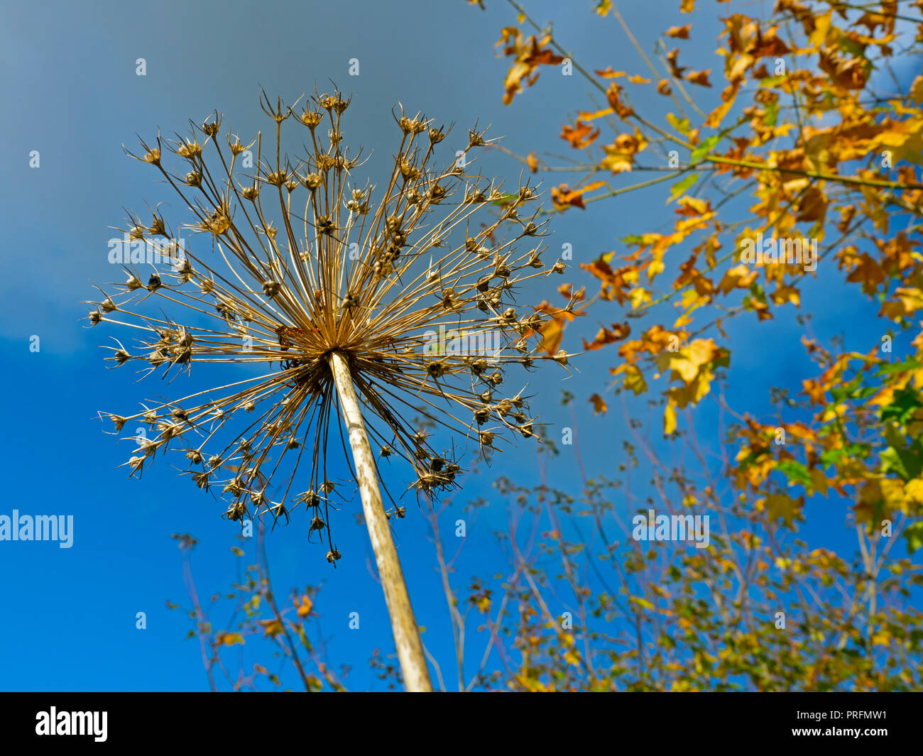 Allium Samen Kopf im Herbst Blätter im Herbst im Hintergrund Stockfoto