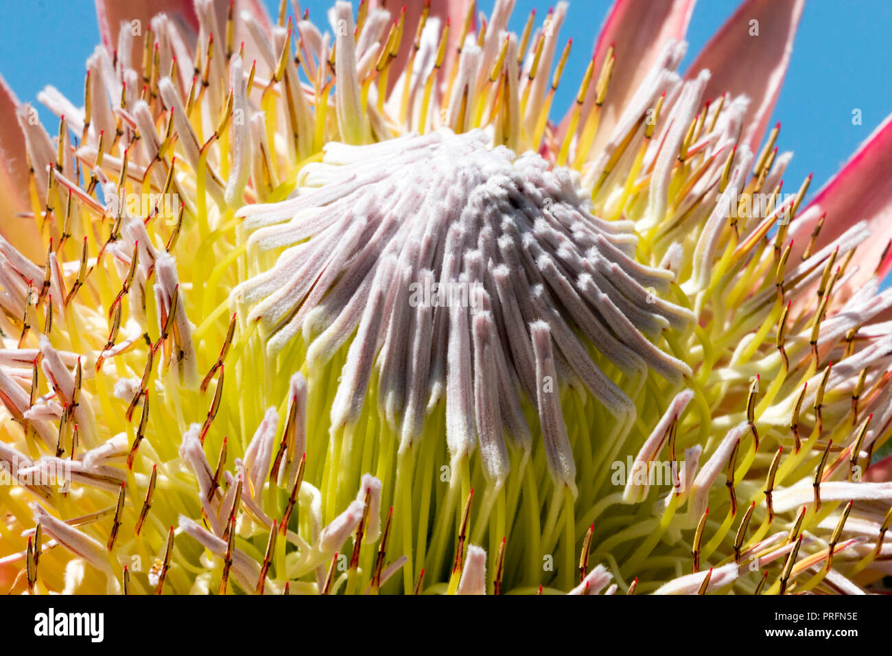 Exotische protea Blüte im Inneren der großen Gewächshaus im Botanischen Garten von Wales in Carmarthen, West Wales, Großbritannien Stockfoto Exotische protea Blüte im Inneren der großen Gewächshaus im Botanischen Garten von Wales in Carmarthen, West Wales, Großbritannien Stockfoto