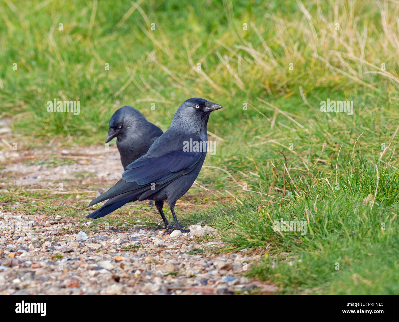 Jackdaw Corvus monedula Fütterung auf Farmland Norfolk UK Stockfoto