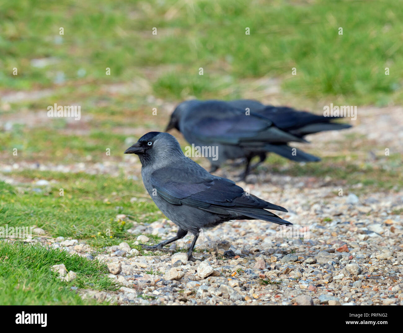 Dohle Corvus monedula Fütterung auf landwirtschaftlich genutzten Flächen. Stockfoto