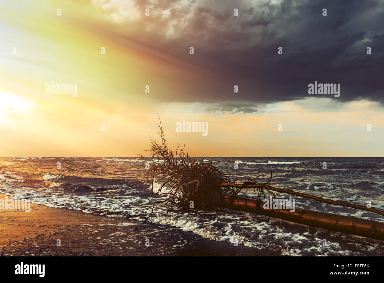 Gefallenen Baum am Meer Strand Stockfoto