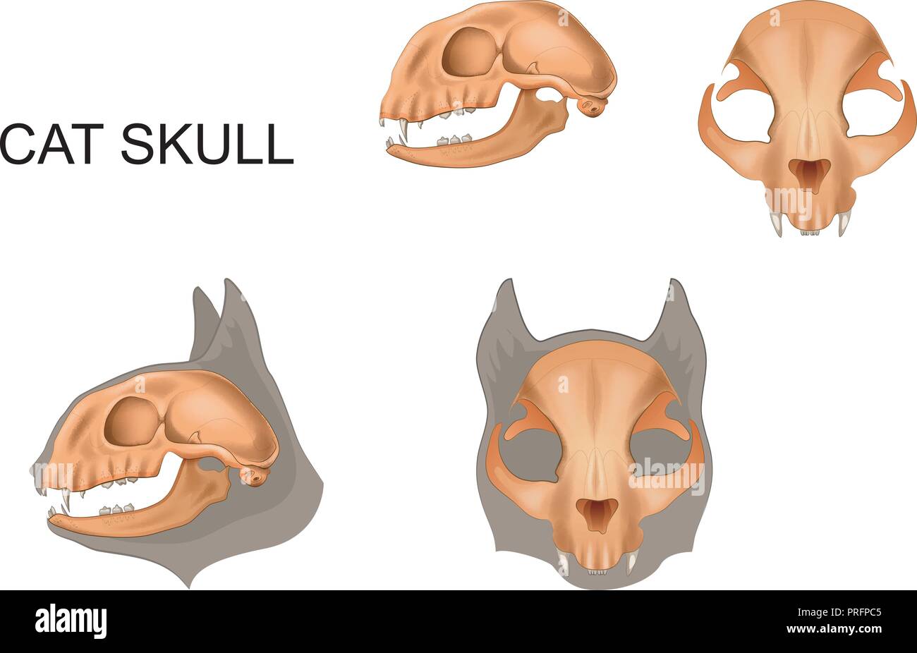 Vector Illustration von cat Schädel Anatomie. Tiermedizin Stock Vektor