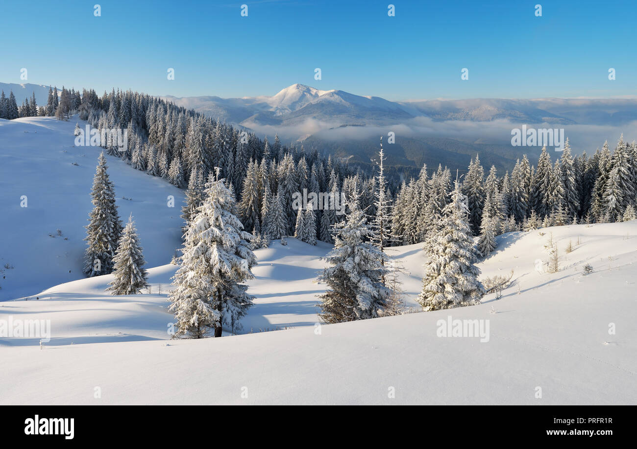 Winterlandschaft eine klare frostigen Tag in den Bergen. Ukraine Karpaten Stockfoto