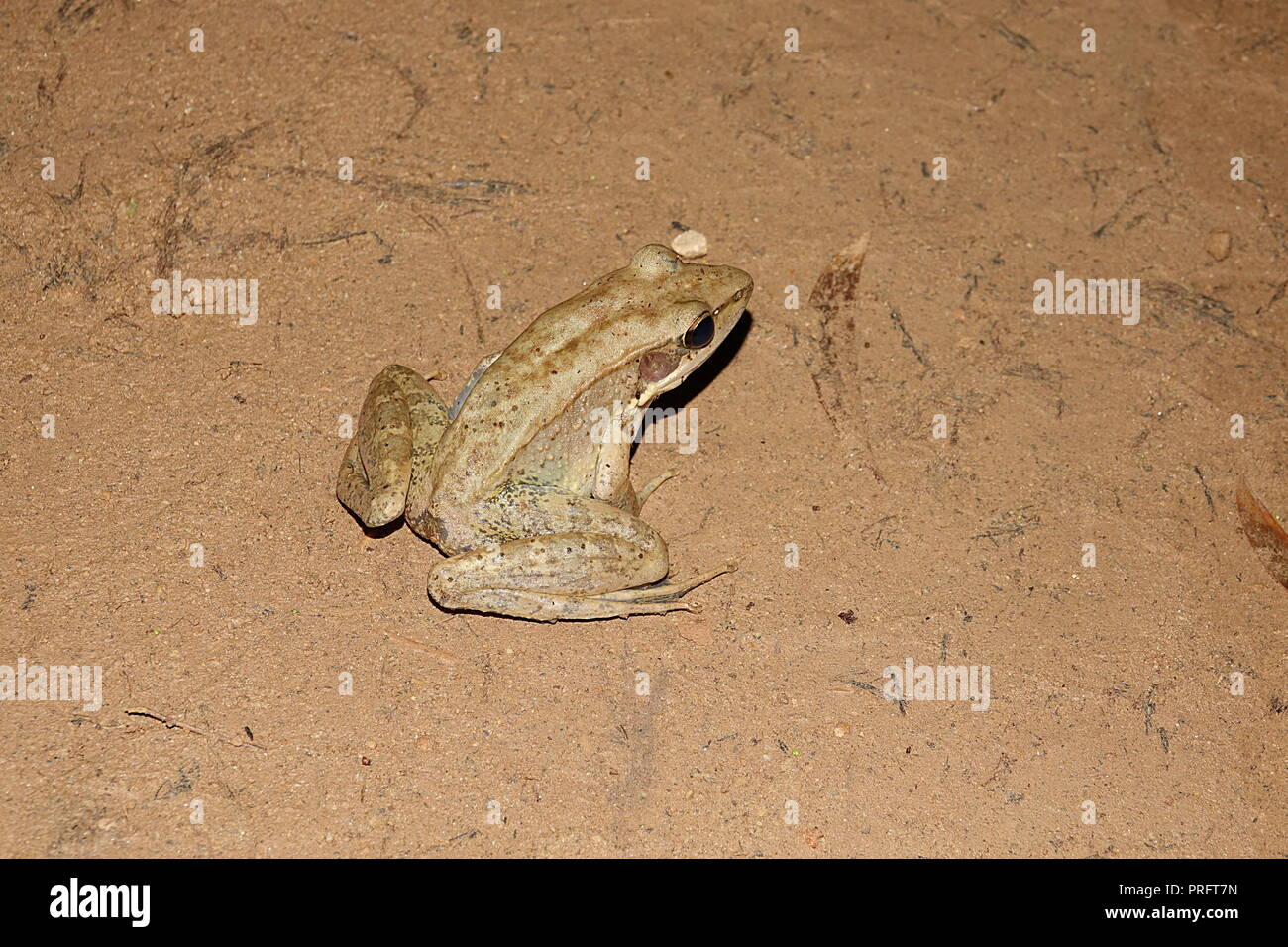 Australische Woodfrog, Papurana daemeli, Cape York Regenwald, Kutini-Payamu (Iron Range National Park), Far North Queensland, Australien Stockfoto
