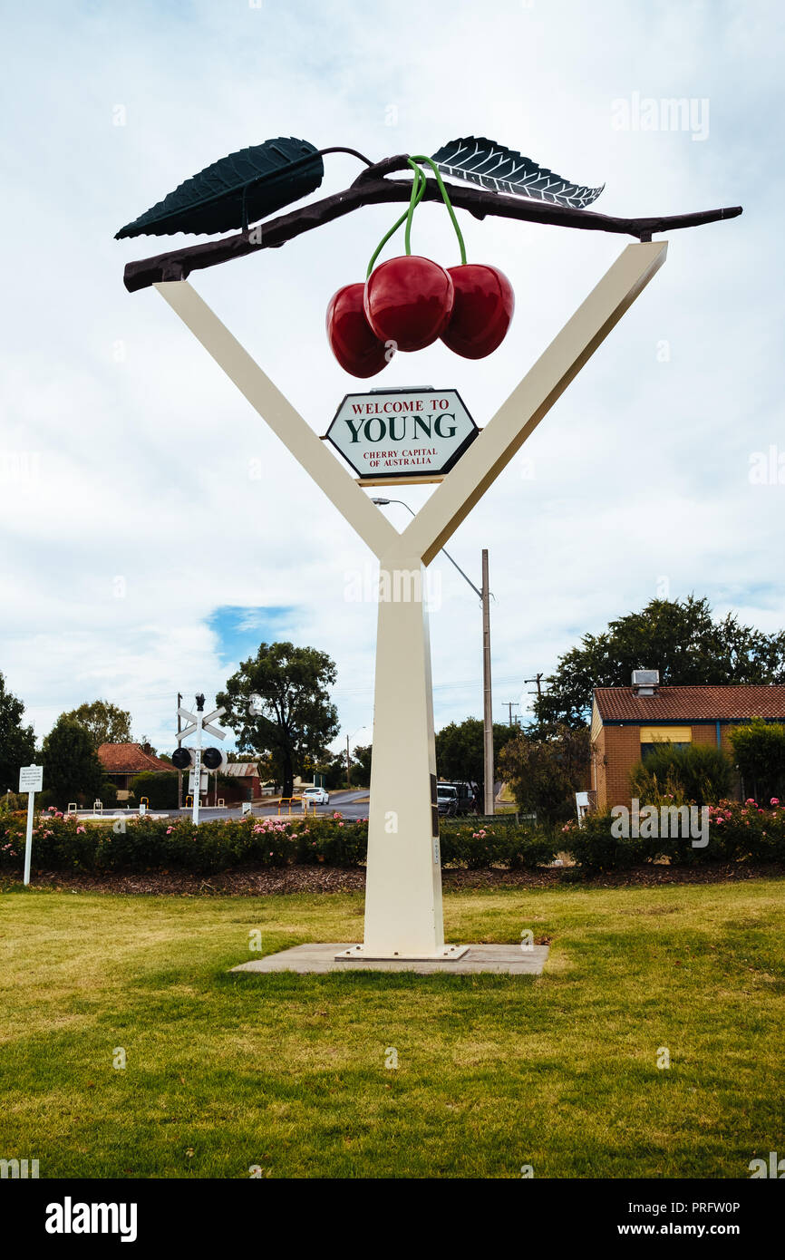 Die großen Kirschen in Junge, New South Wales, Australien Stockfoto