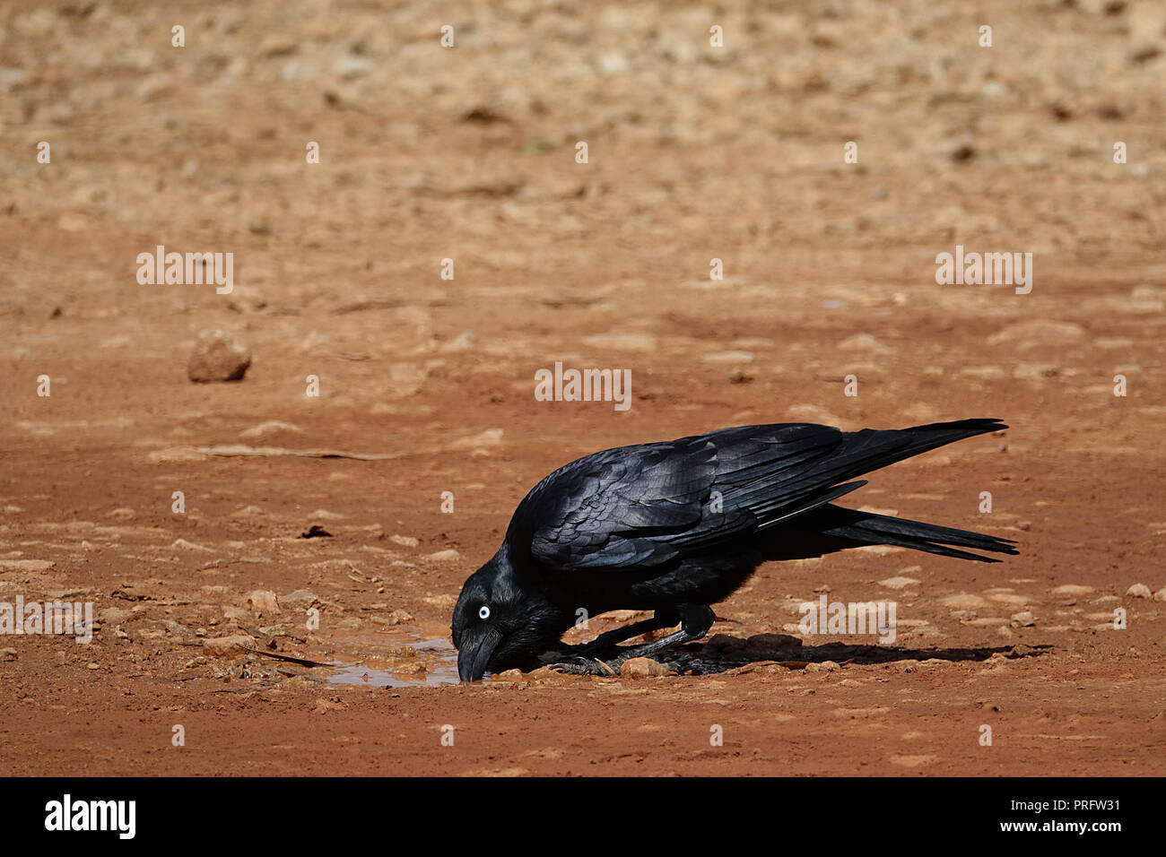 Australische raven, Corvus coronoides, Archer River, Cape York, Far North Queensland, Australien Stockfoto