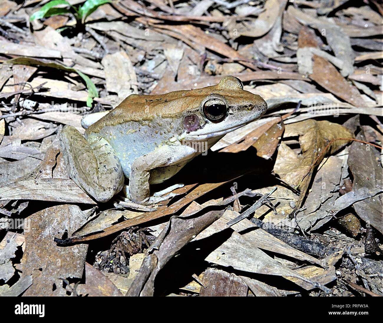 Australische Woodfrog, Papurana daemeli, Cape York Regenwald, Kutini-Payamu (Iron Range National Park), Far North Queensland, Australien Stockfoto