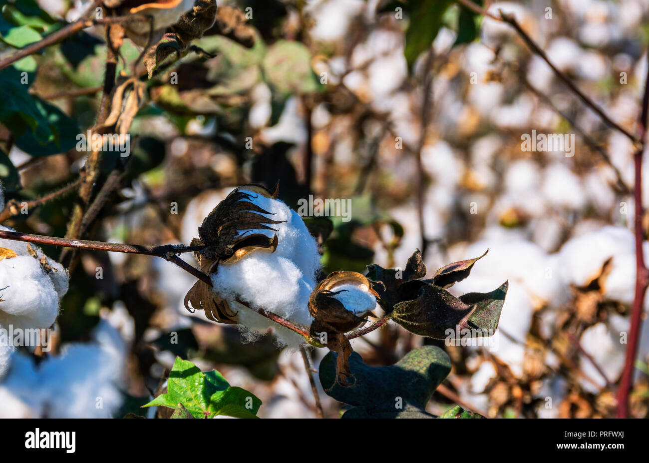 Baumwollfelder Stockfoto