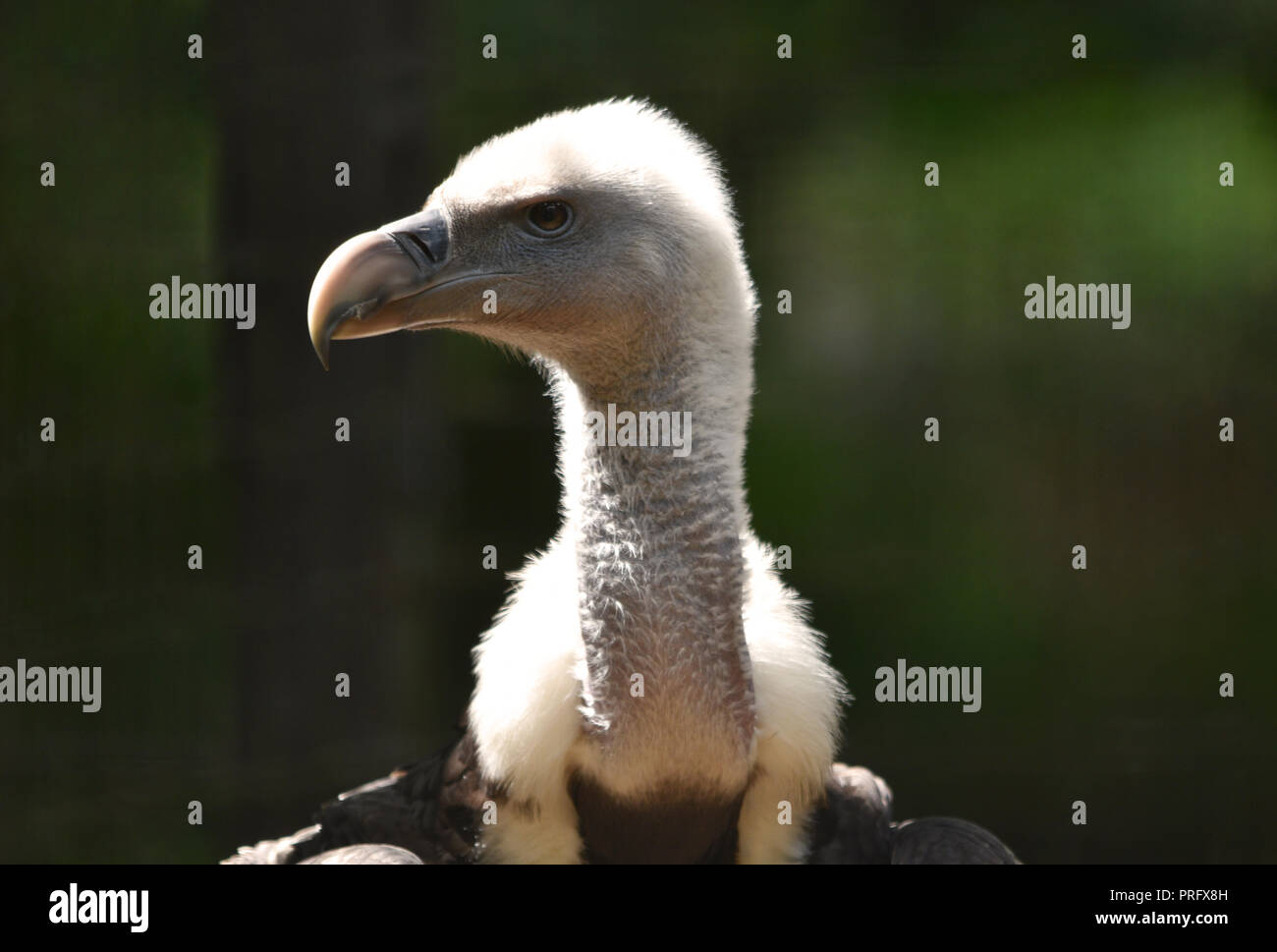 Geier Vogel Nahaufnahme Kopf und Hals (Ruppell's Geier) Stockfoto