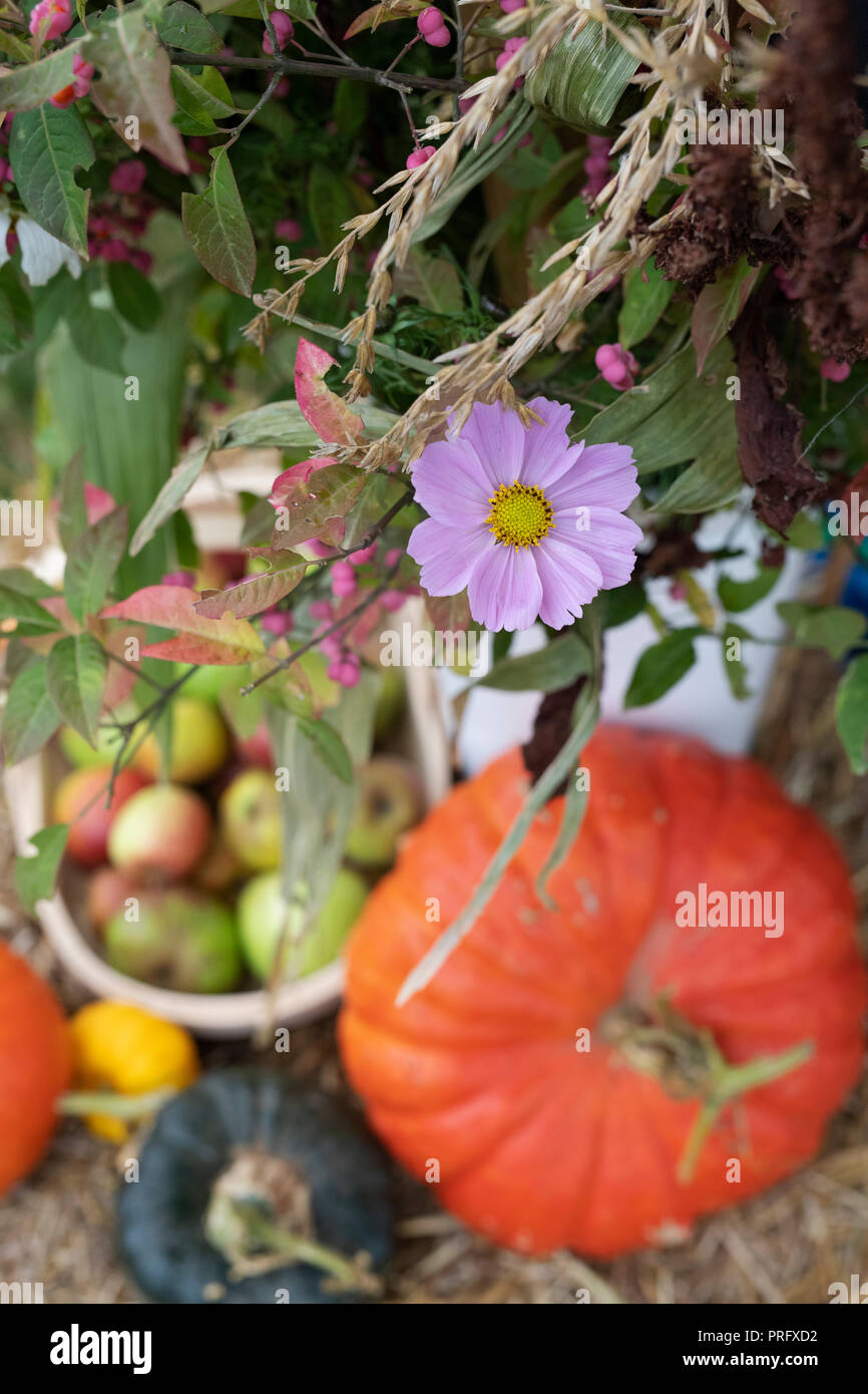 Cosmos Bipinnatus Blumen und Kürbisse bei Daylesford Organic Farm Shop Herbstfest. Daylesford, Cotswolds, Gloucestershire, England Stockfoto