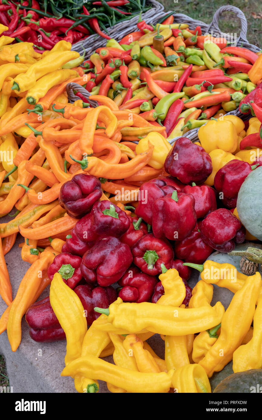 Paprika und Chilis für Verkauf bei Daylesford Organic Farm Shop Herbstfest. Daylesford, Cotswolds, Gloucestershire, England Stockfoto