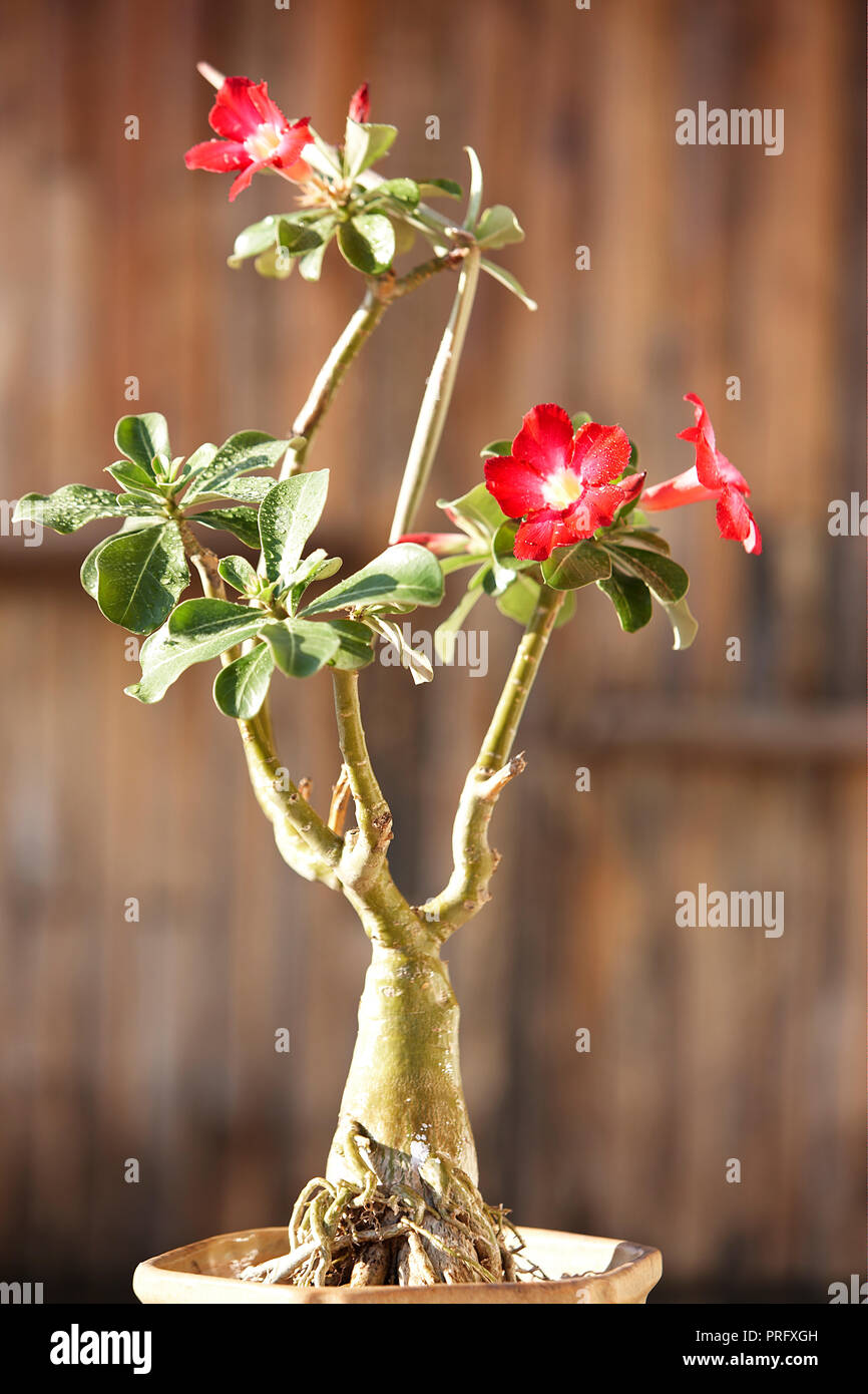 Ein Bonsai Pflanze mit einer roten Blume wächst in Mumbai, Indien, Asien  Stockfotografie - Alamy