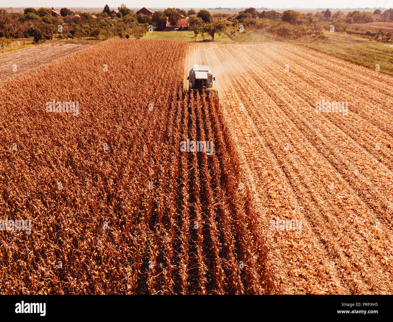 Luftaufnahmen von Mähdrescher Ernten von Mais Ernte Feld aus drohne Sicht Stockfoto