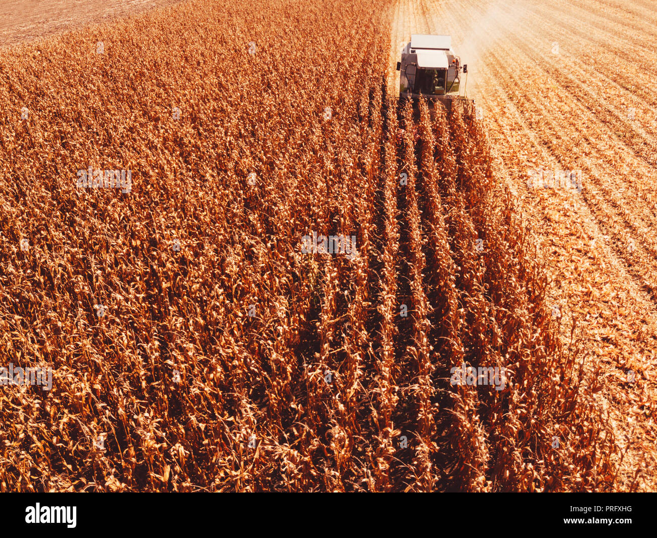 Luftaufnahmen von Mähdrescher Ernten von Mais Ernte Feld aus drohne Sicht Stockfoto