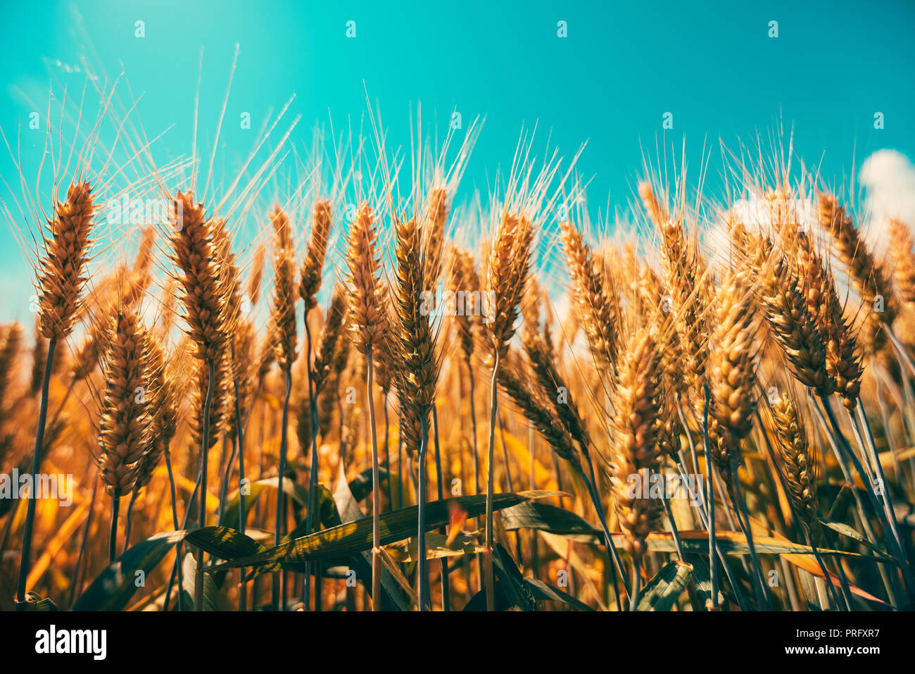 Getreide wächst in landwirtschaftlich genutzte Gebiet Stockfoto