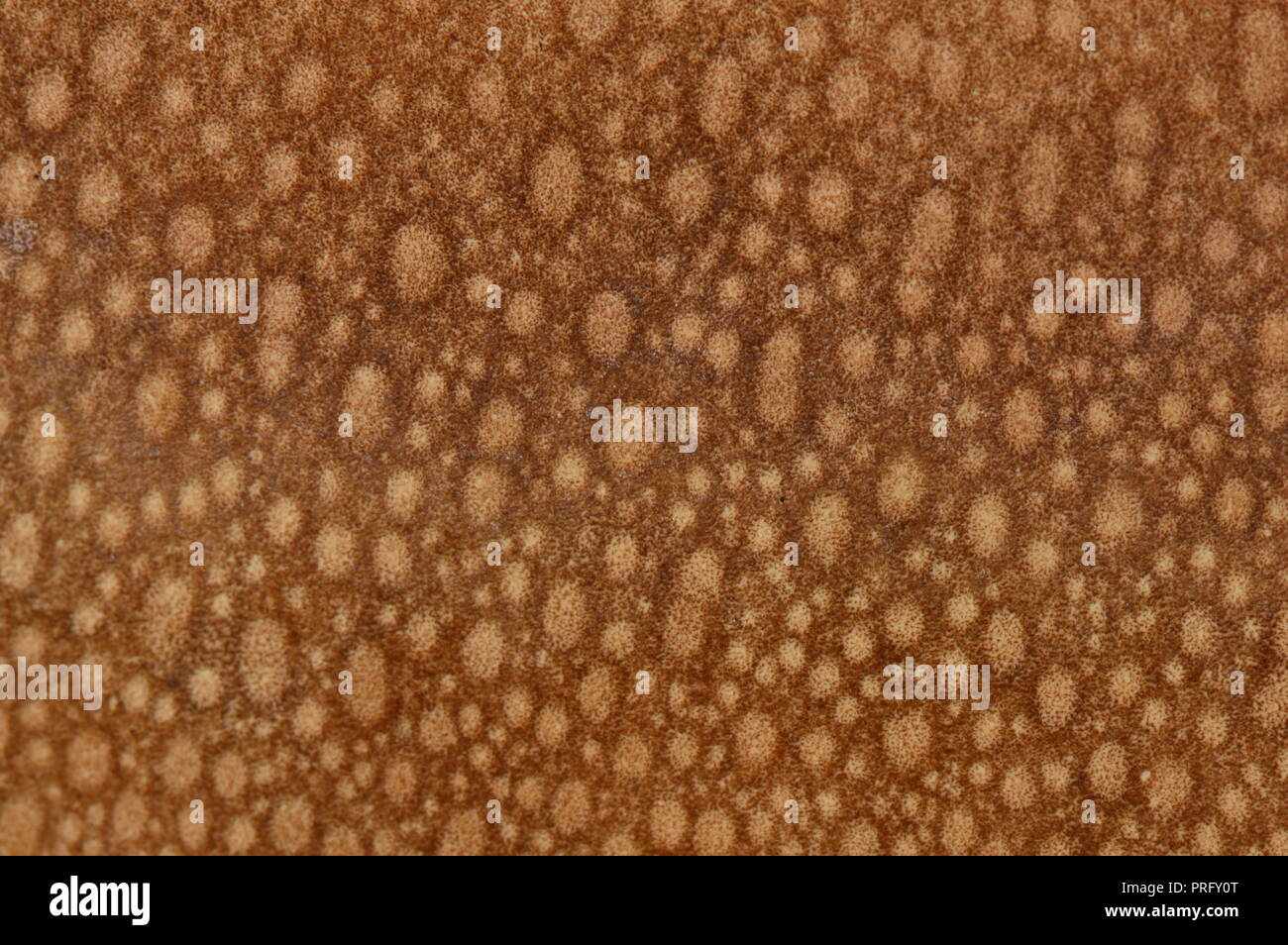 Textur Pilzkopf fraktale Muster abstrakt Hintergrund Stockfoto