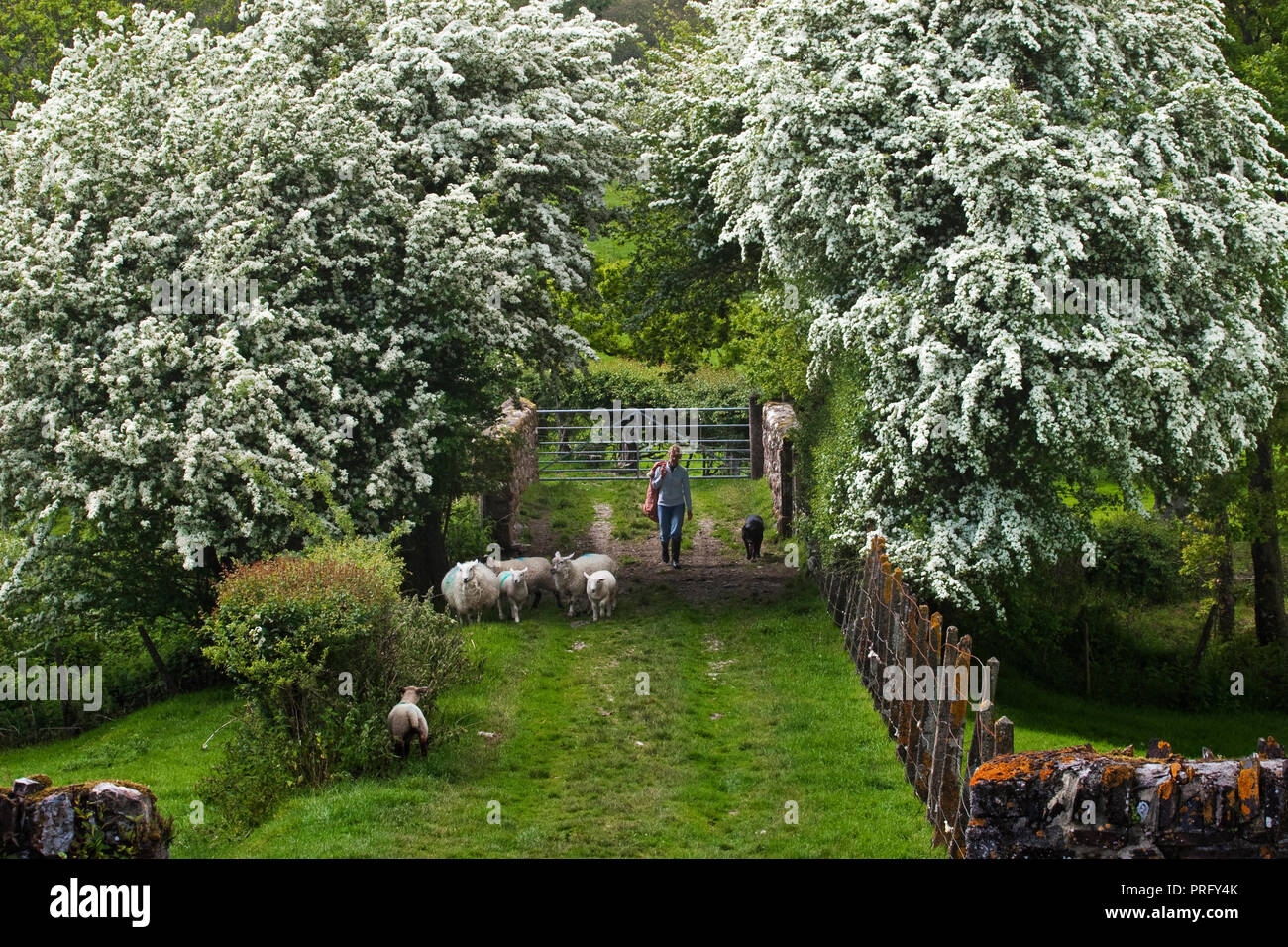 Frau mit einem schwarzen Labrador durch einen Torbogen von weißdorn Blüten, vorbei an einigen Schafen, Devon, Großbritannien Stockfoto