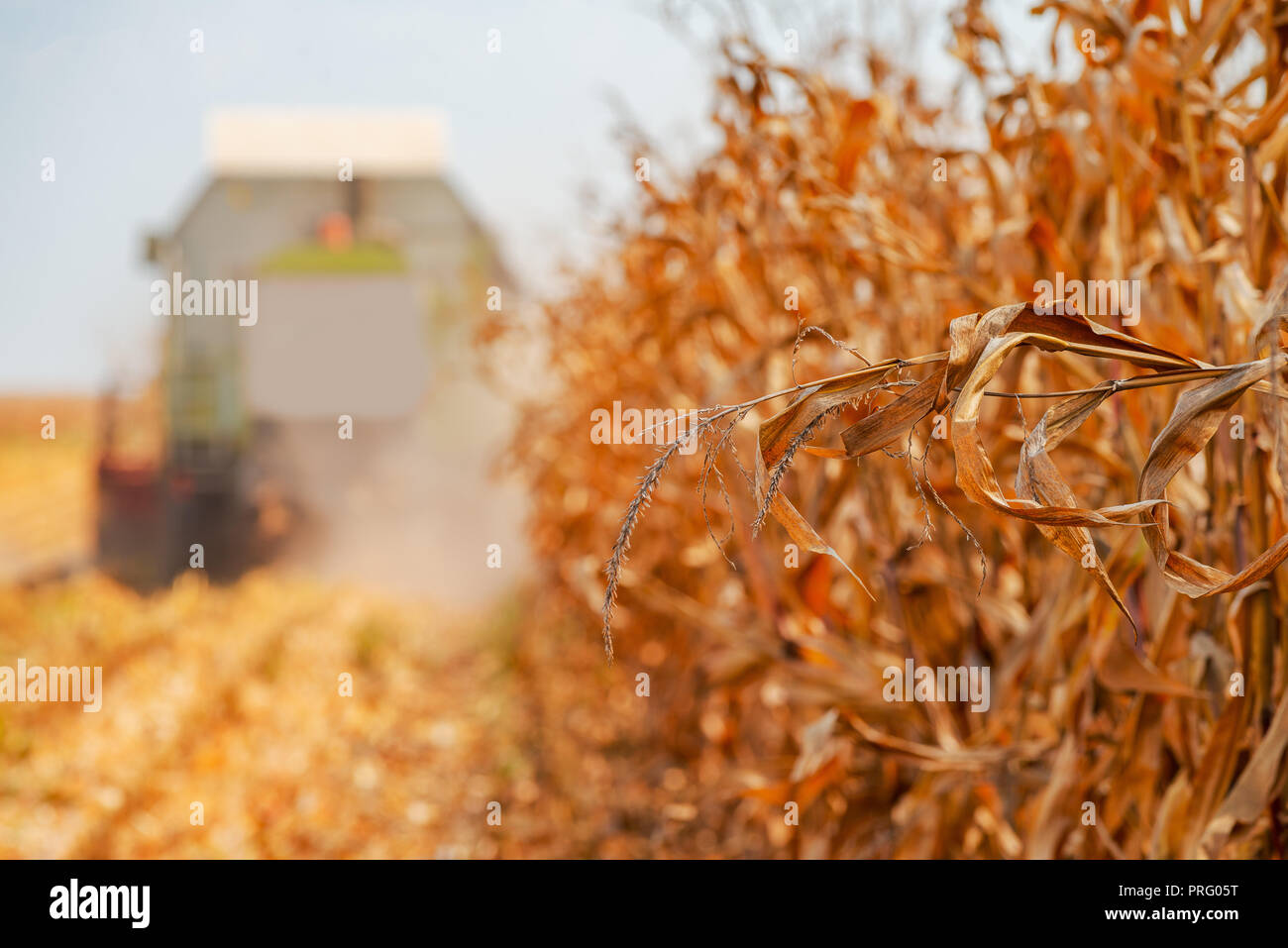 Mähdrescher angebaut ist die Ernte reifer Mais im Feld, selektiven Fokus Stockfoto