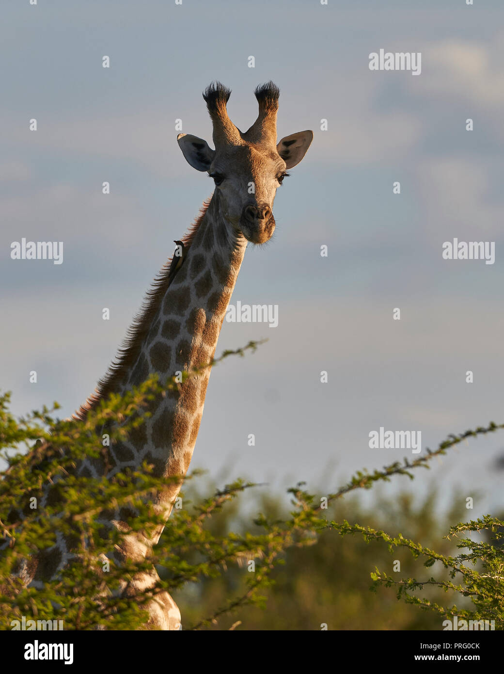 Kopf und Schultern über einen Baum. Bush Stockfoto