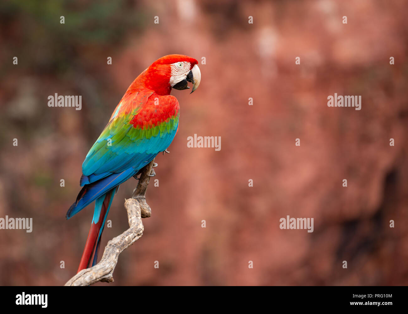 Schöne bunte Ara Papagei sitzen auf einem Ast Stockfoto