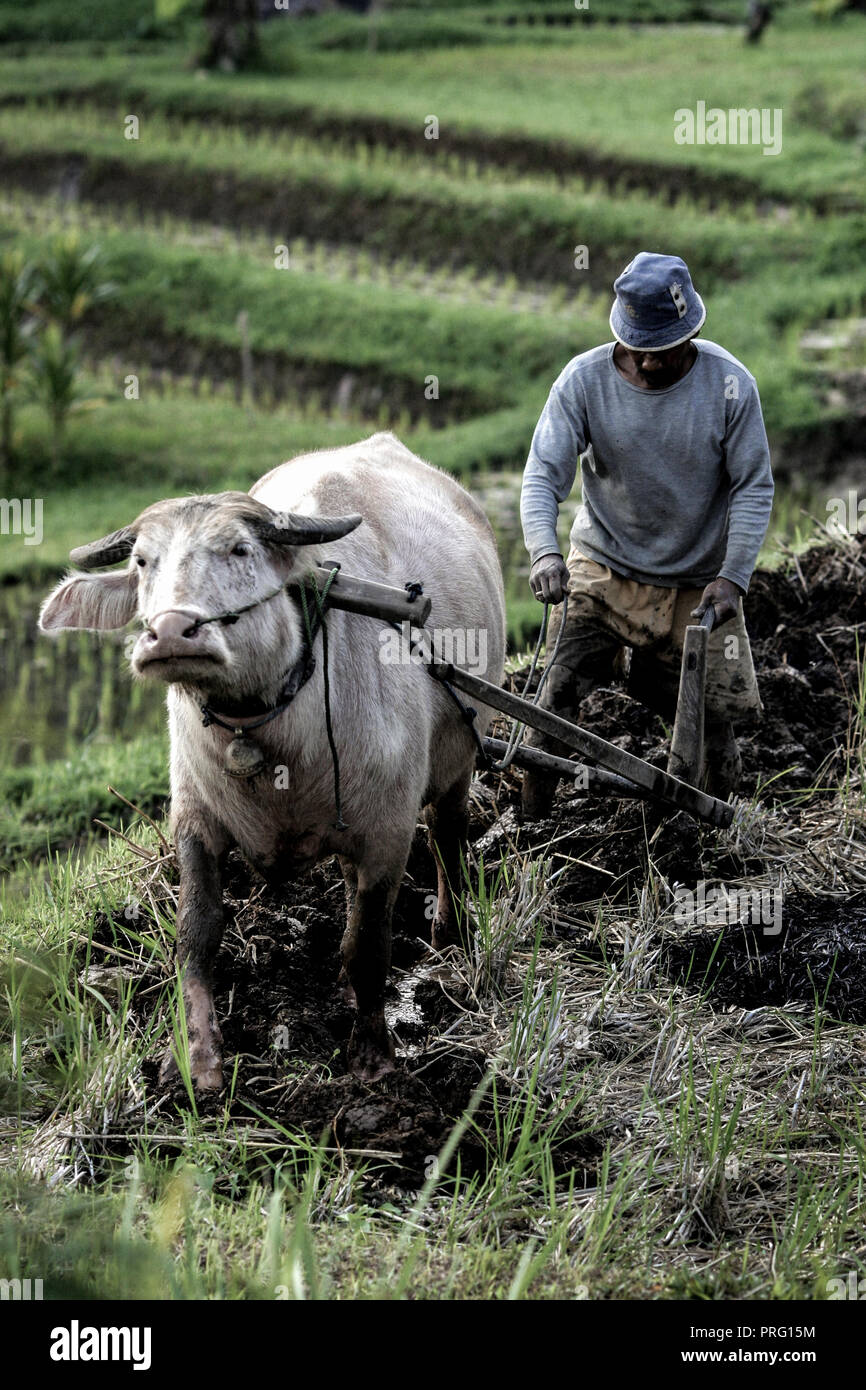 Balinesischer Mann pflügt Reisfeld mit Stier in Ubud, Bali Stockfoto