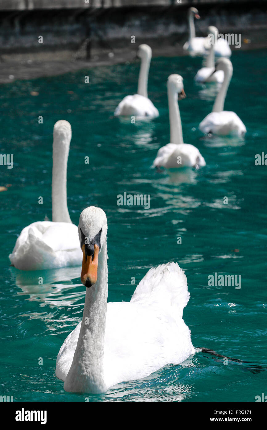 Schwäne in einer Reihe in den Zürichsee Stockfoto