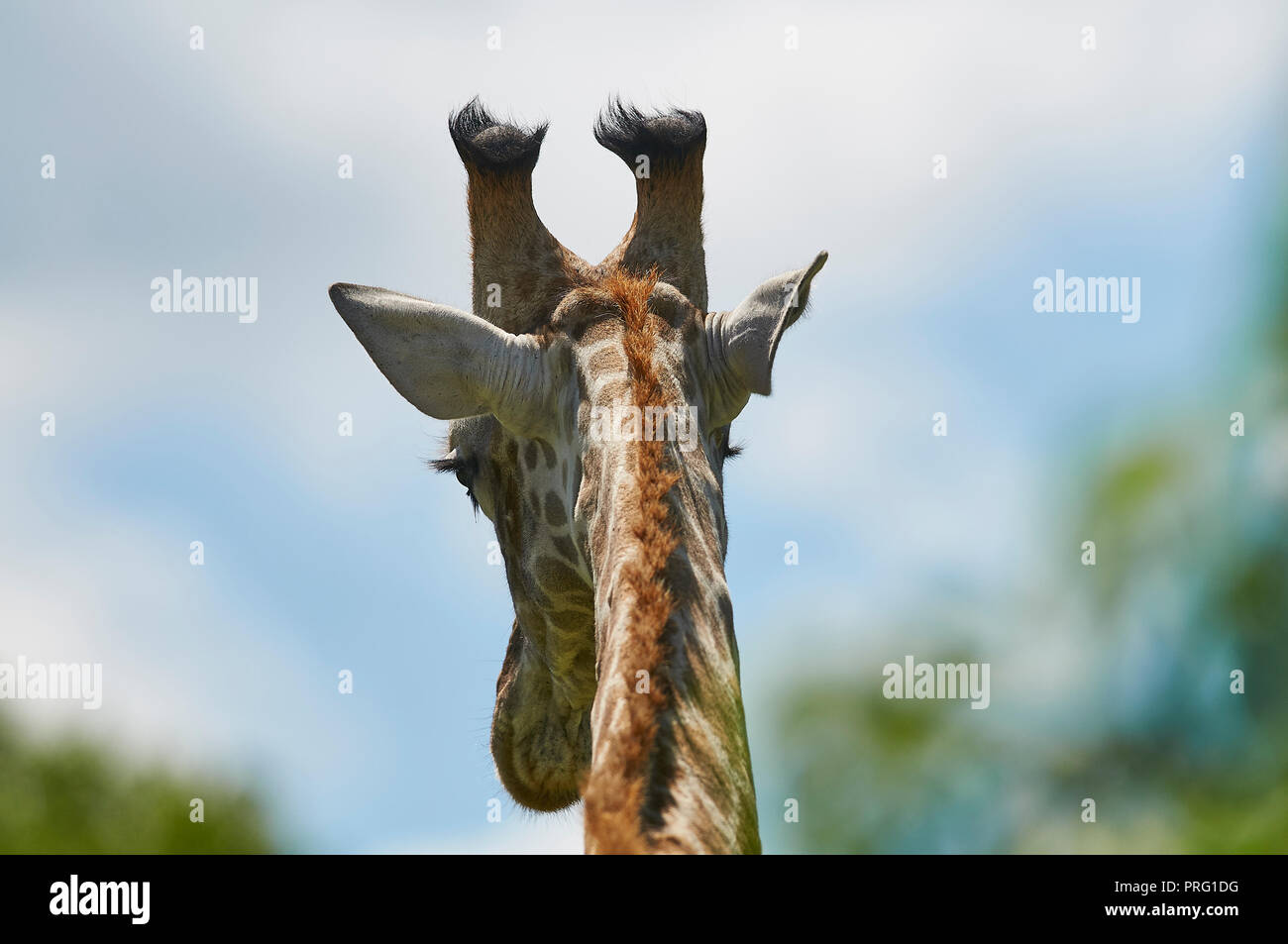 Der Hinterkopf headshot Stockfoto