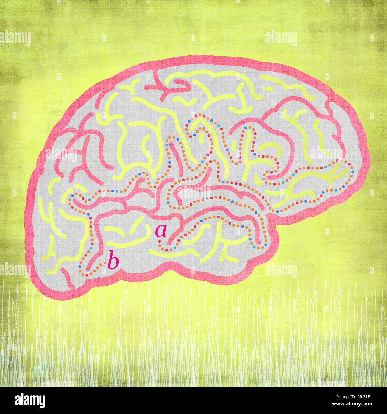 Gehirne mit Zeichen Stockfoto