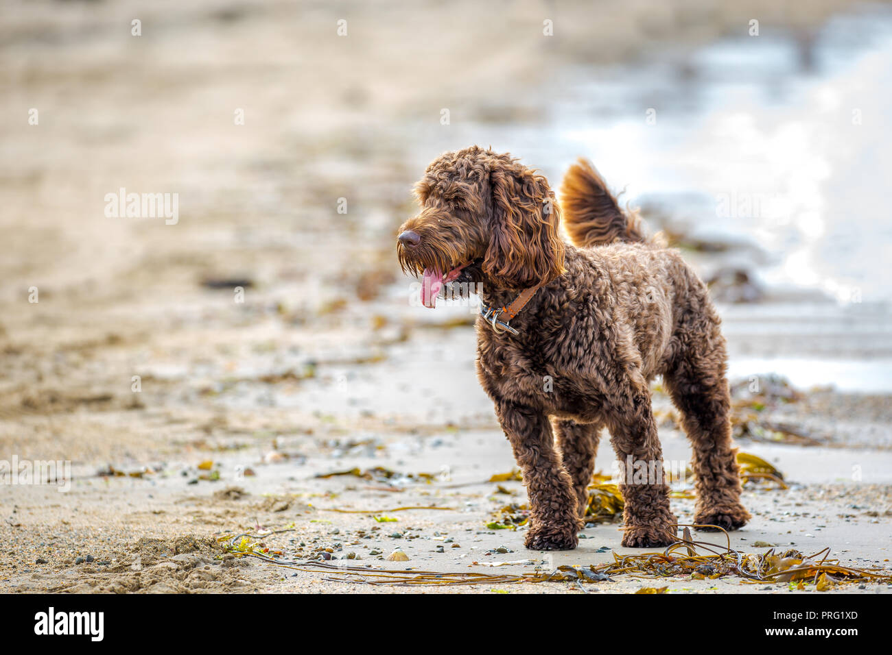 Netter, lockiger Crossbreed-Hund isoliert am britischen Strand. Labradoodle / Kakadu steht am Ufer, Zunge hängt keuchend. Stockfoto