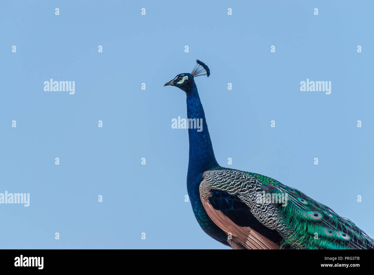 Einzelne männliche Pfau vor einem blauen Hintergrund Stockfoto