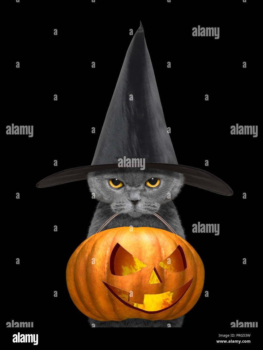 Süße Katze In Schwarzen Hut Halten Halloween Kürbis Im Mund