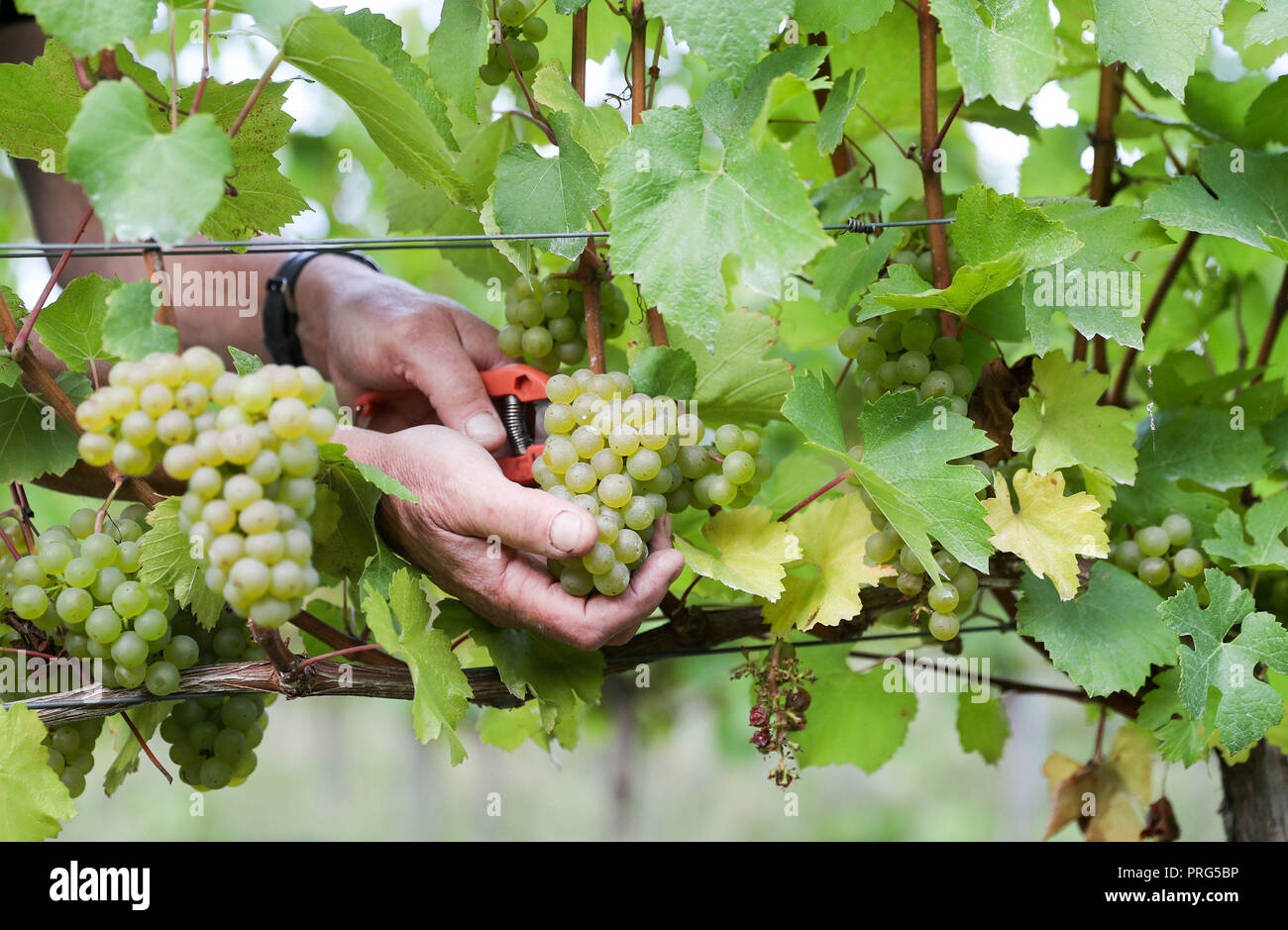 Chardonnay Trauben werden geerntet für Hattingley Valley Weine auf den Hasen Bank Weinberg, in der Nähe von cottonworth in Hampshire, wie eine Rekordernte ist aufgrund der heißen Sommer, die ihre bisher größte Ernte wird erwartet. Stockfoto
