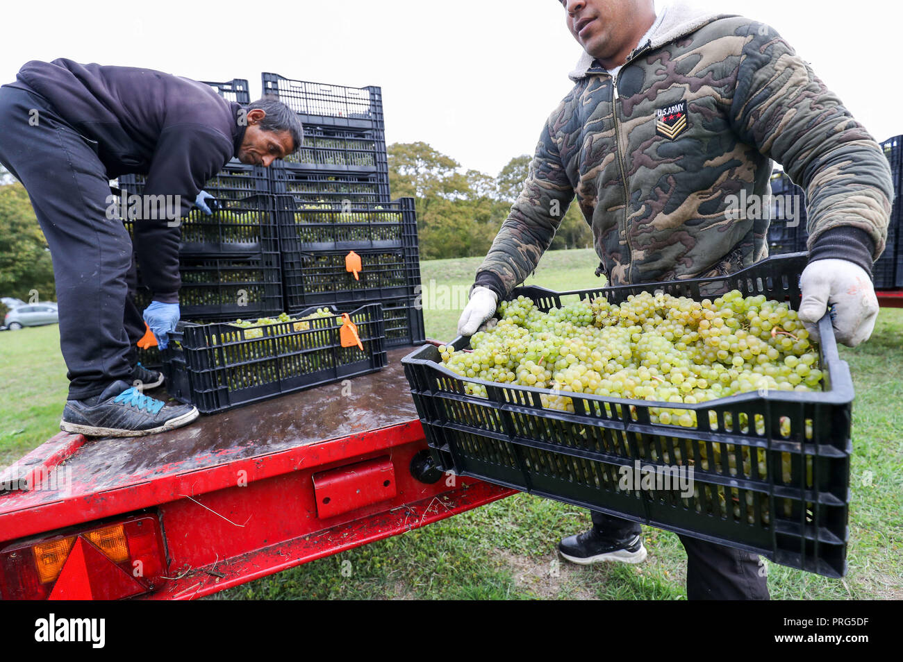 Chardonnay Trauben werden geerntet für Hattingley Valley Weine auf den Hasen Bank Weinberg, in der Nähe von cottonworth in Hampshire, wie eine Rekordernte ist aufgrund der heißen Sommer, die ihre bisher größte Ernte wird erwartet. Stockfoto