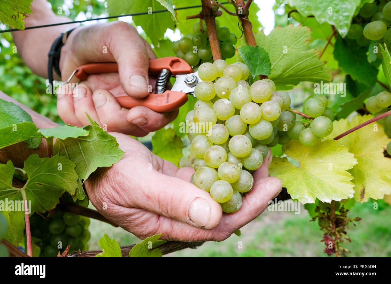 Chardonnay Trauben werden geerntet für Hattingley Valley Weine auf den Hasen Bank Weinberg, in der Nähe von cottonworth in Hampshire, wie eine Rekordernte ist aufgrund der heißen Sommer, die ihre bisher größte Ernte wird erwartet. Stockfoto