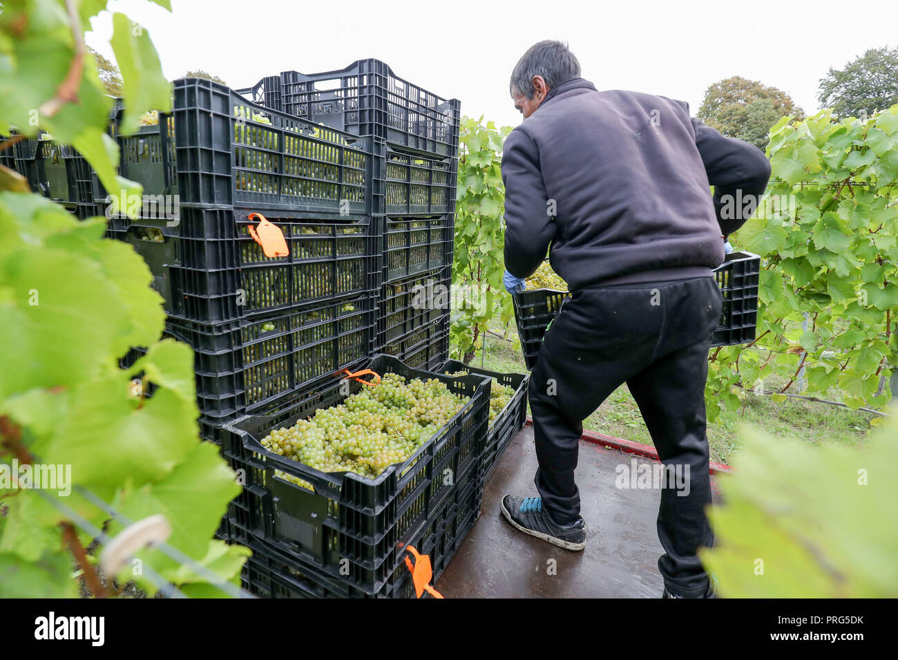 Chardonnay Trauben werden geerntet für Hattingley Valley Weine auf den Hasen Bank Weinberg, in der Nähe von cottonworth in Hampshire, wie eine Rekordernte ist aufgrund der heißen Sommer, die ihre bisher größte Ernte wird erwartet. Stockfoto