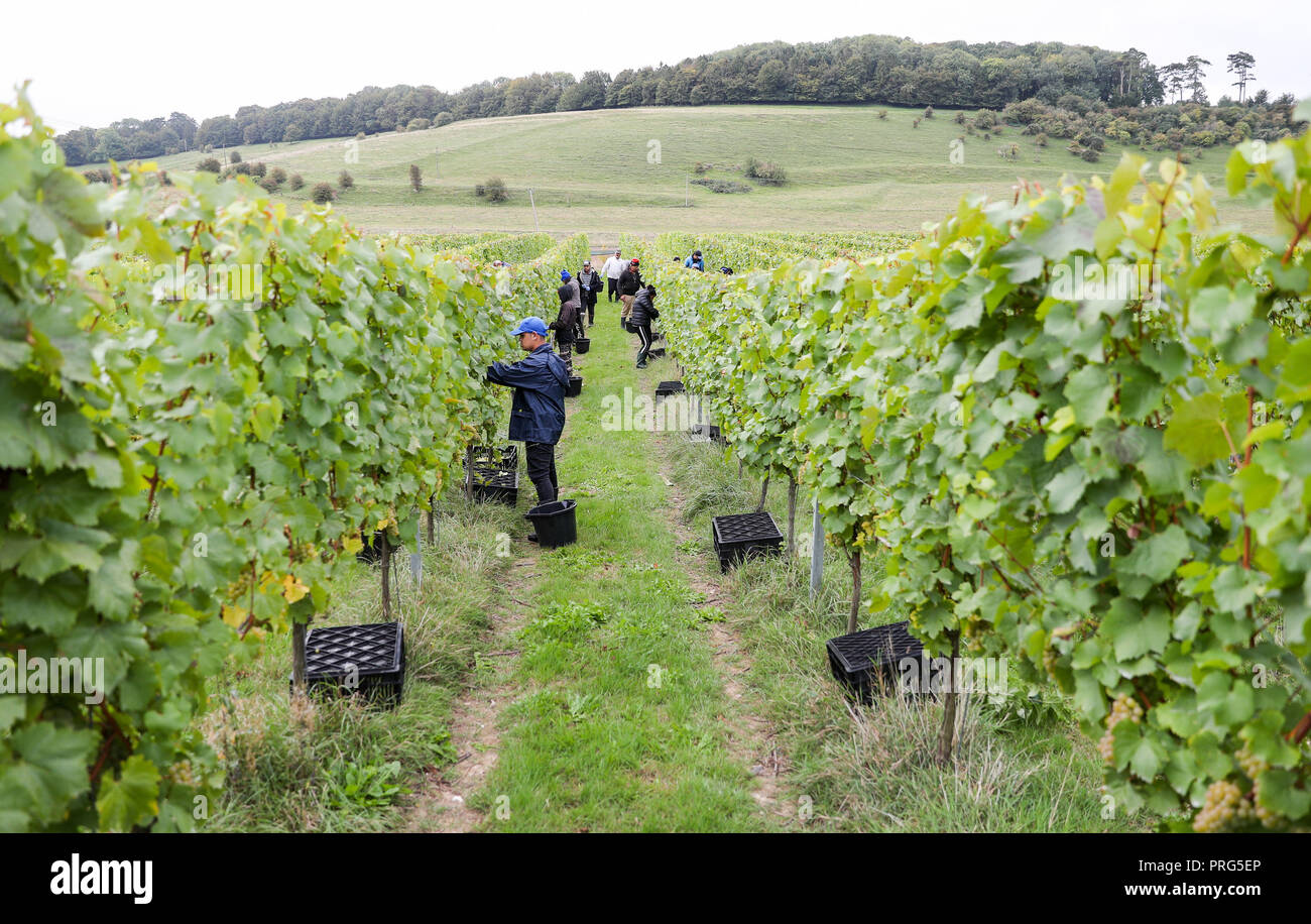 Chardonnay Trauben werden geerntet für Hattingley Valley Weine auf den Hasen Bank Weinberg, in der Nähe von cottonworth in Hampshire, wie eine Rekordernte ist aufgrund der heißen Sommer, die ihre bisher größte Ernte wird erwartet. Stockfoto