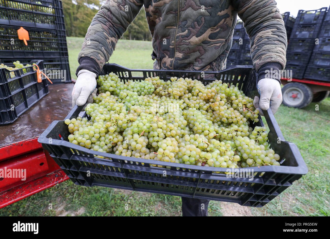Chardonnay Trauben werden geerntet für Hattingley Valley Weine auf den Hasen Bank Weinberg, in der Nähe von cottonworth in Hampshire, wie eine Rekordernte ist aufgrund der heißen Sommer, die ihre bisher größte Ernte wird erwartet. Stockfoto