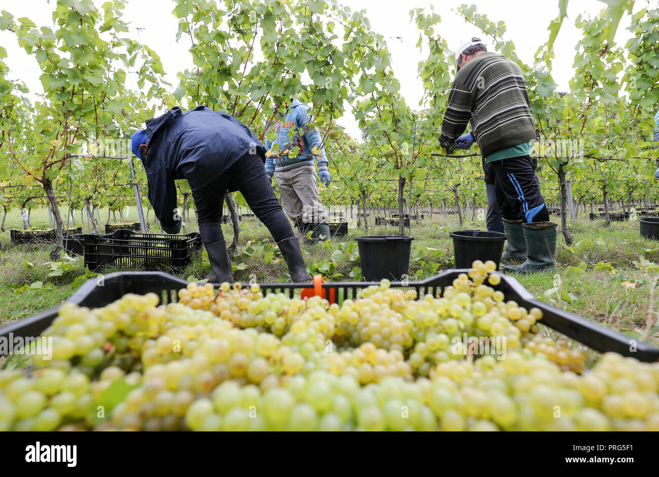 Chardonnay Trauben werden geerntet für Hattingley Valley Weine auf den Hasen Bank Weinberg, in der Nähe von cottonworth in Hampshire, wie eine Rekordernte ist aufgrund der heißen Sommer, die ihre bisher größte Ernte wird erwartet. Stockfoto