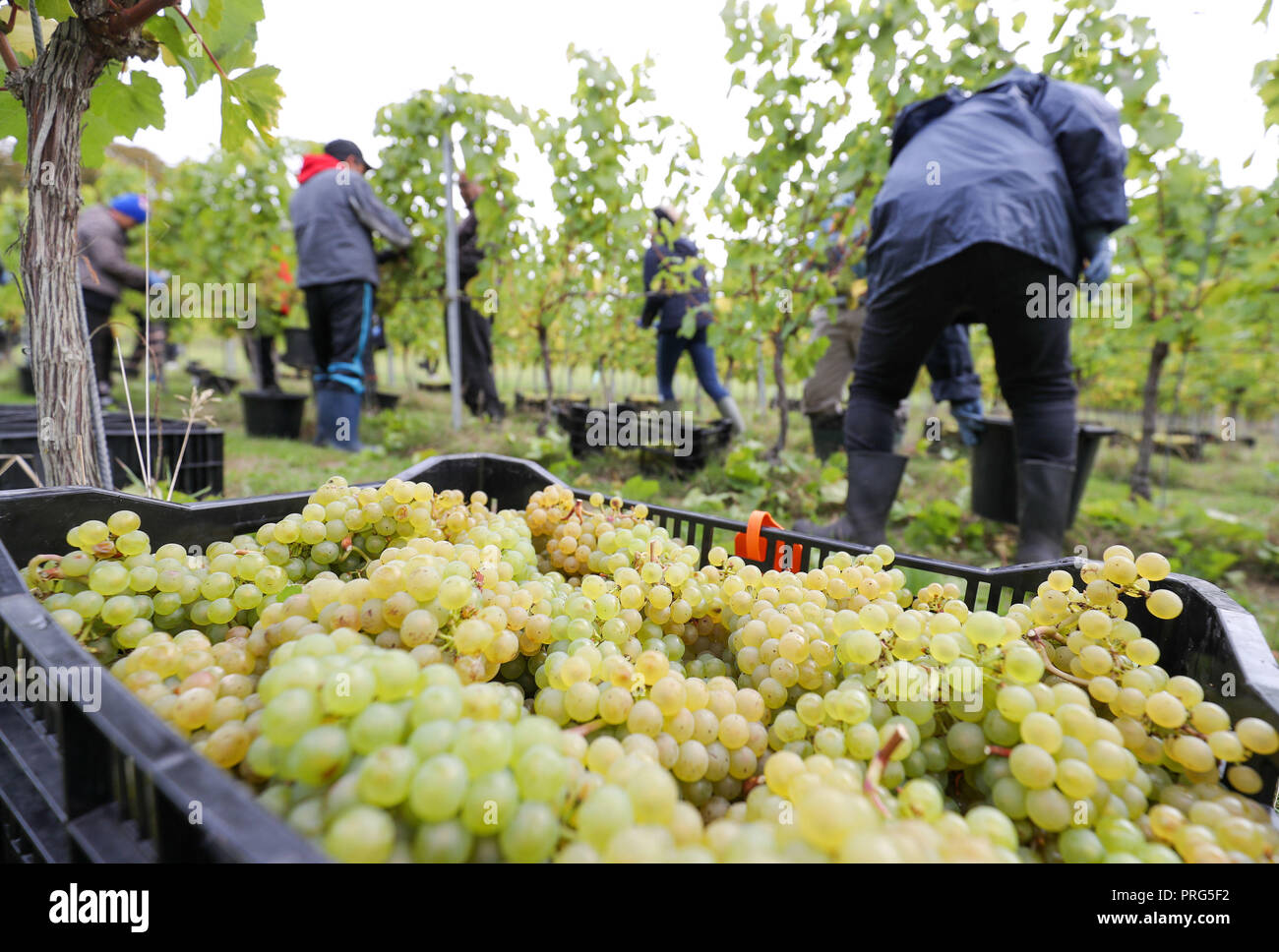 Chardonnay Trauben werden geerntet für Hattingley Valley Weine auf den Hasen Bank Weinberg, in der Nähe von cottonworth in Hampshire, wie eine Rekordernte ist aufgrund der heißen Sommer, die ihre bisher größte Ernte wird erwartet. Stockfoto