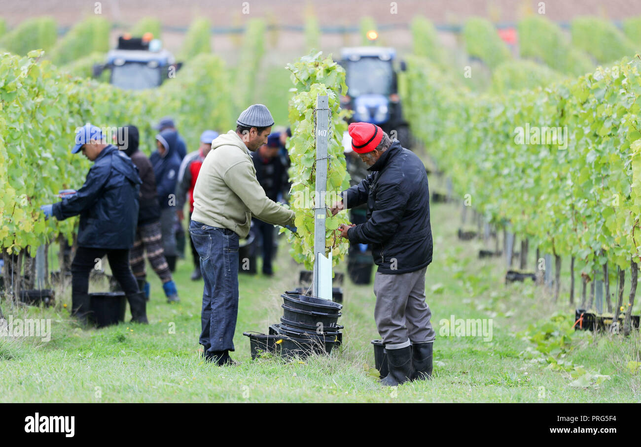 Chardonnay Trauben werden geerntet für Hattingley Valley Weine auf den Hasen Bank Weinberg, in der Nähe von cottonworth in Hampshire, wie eine Rekordernte ist aufgrund der heißen Sommer, die ihre bisher größte Ernte wird erwartet. Stockfoto