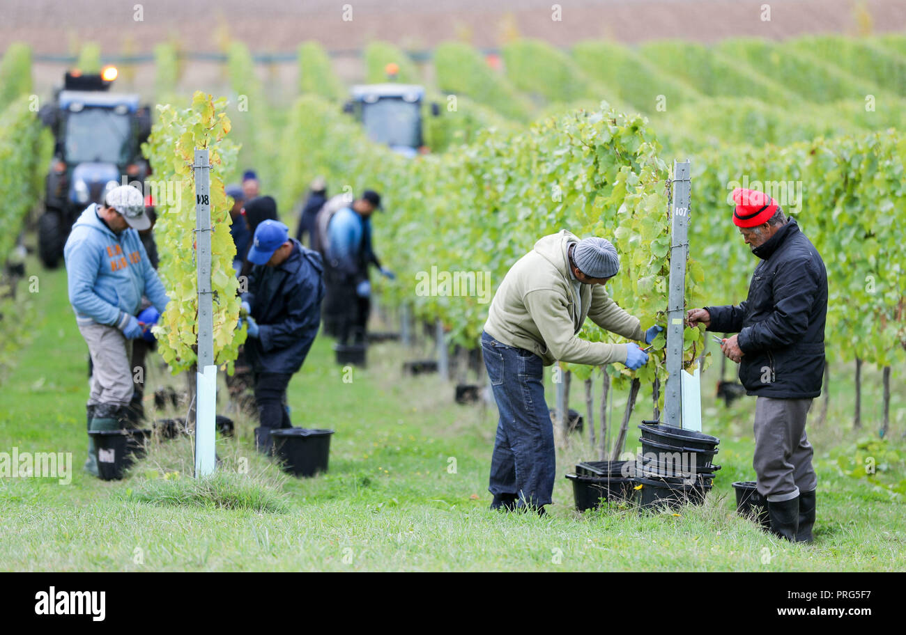 Chardonnay Trauben werden geerntet für Hattingley Valley Weine auf den Hasen Bank Weinberg, in der Nähe von cottonworth in Hampshire, wie eine Rekordernte ist aufgrund der heißen Sommer, die ihre bisher größte Ernte wird erwartet. Stockfoto