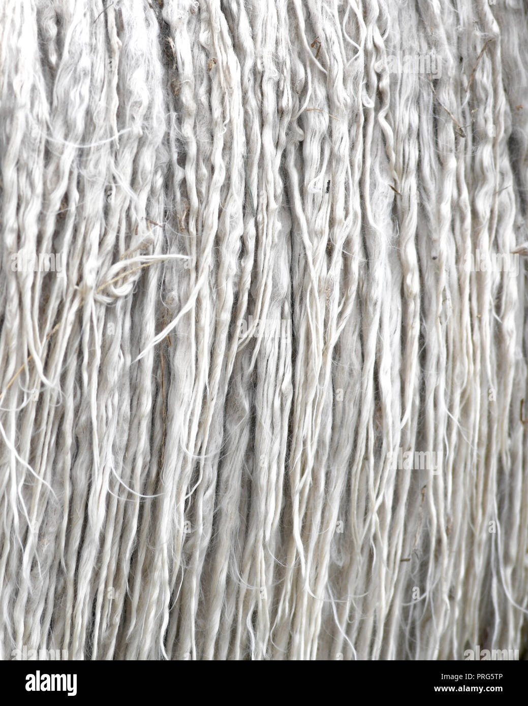 Grau Alpaka Tier Fleece un-gewaschen und knorrigen mit kleinen Stücken von Gras, Vollbild Bild Hintergrund zu Anzeige Kopie Raum Stockfoto